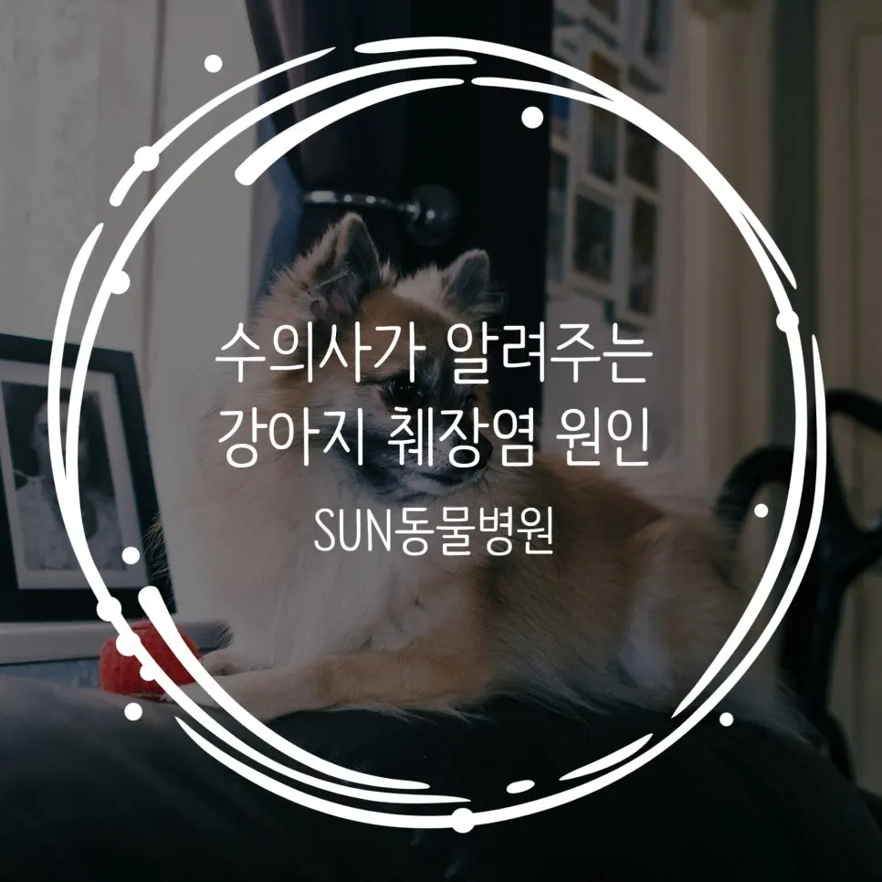 수의사가 알려주는 강아지 췌장염 원인 필수 정보
