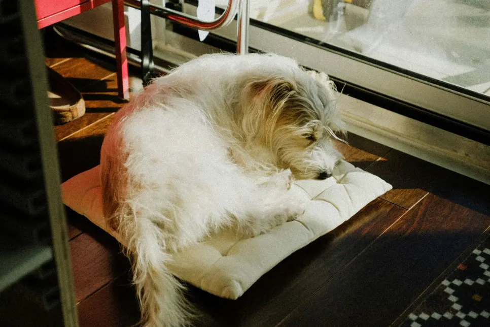 강아지 슬개골 탈구 진단법 조기 확인이 중요한 이유