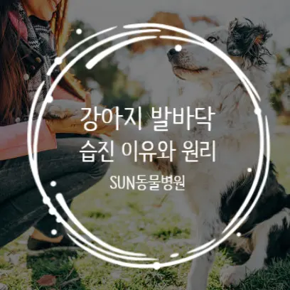 강아지 발바닥 습진 원인 반복된다면 체크해 보세요