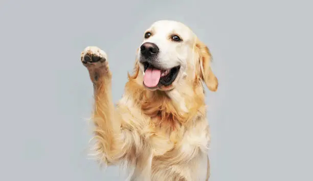 강아지 발바닥 습진 원인 반복된다면 체크해 보세요