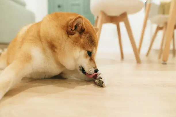 강아지 발바닥 습진 원인 반복된다면 체크해 보세요