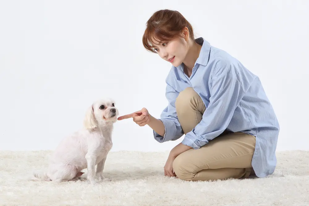 강아지사춘기, 어떻게 대처하죠?