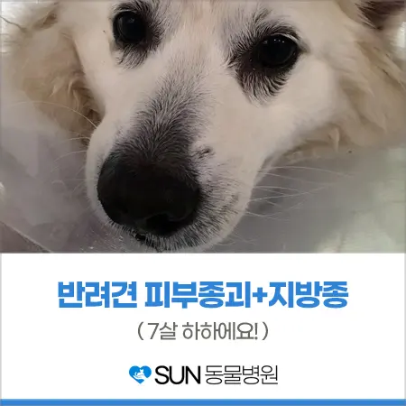 7살 강아지 피부 종괴 - 지방종
