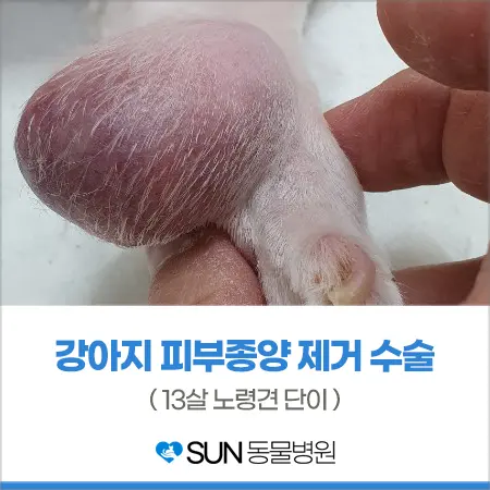 13살 강아지 피부종양