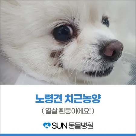 10살 강아지 눈 밑에 구멍이 났어요 ( 치근 농양 )
