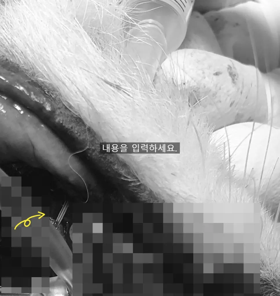 10살 강아지 눈 밑에 구멍이 났어요 ( 치근 농양 )