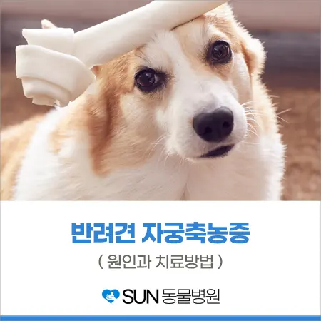 반려견의 소변량과 자궁축농증의 관계