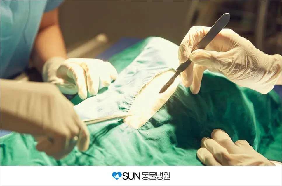 반려견의 소변량과 자궁축농증의 관계