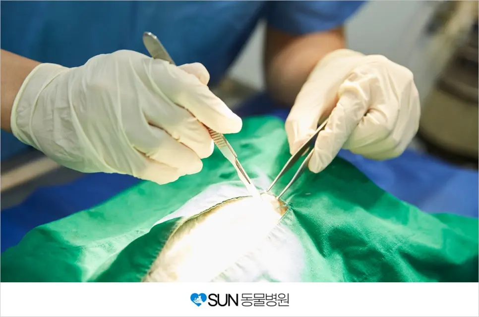 반려견의 소변량과 자궁축농증의 관계