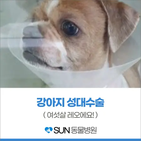 6살 강아지 성대수술 ( 목소리줄임수술 )