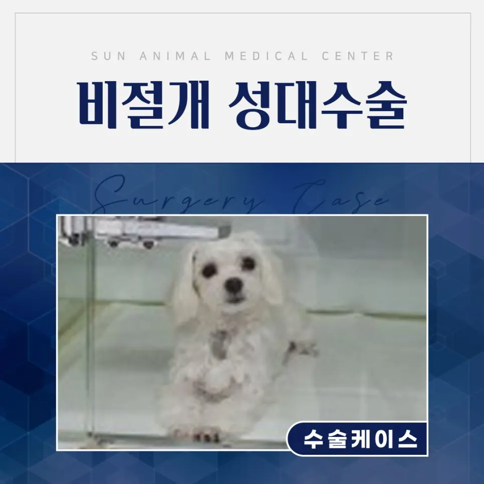 강아지성대수술 (비절개 목소리 줄임 수술) 후기