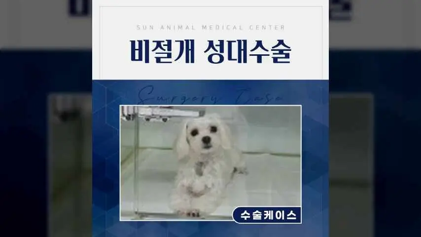 강아지성대수술 (비절개 목소리 줄임 수술) 후기 영상