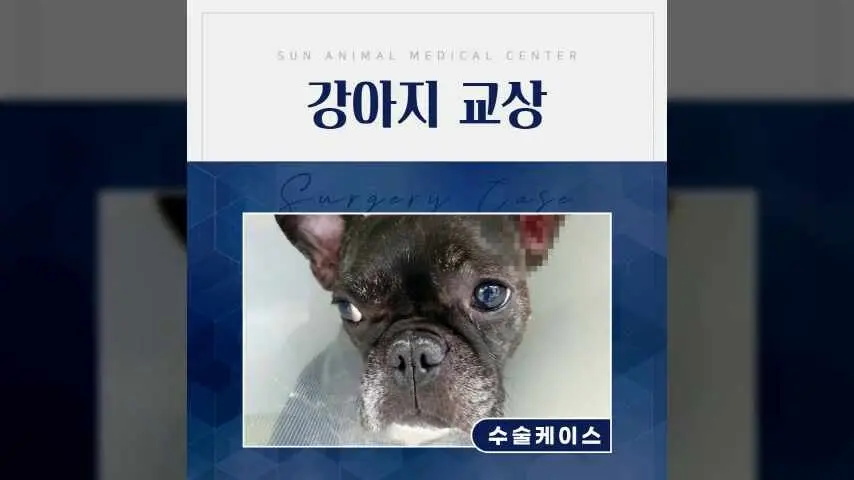 기흥동물병원, 6살 강아지 교상 수술 이야기 영상