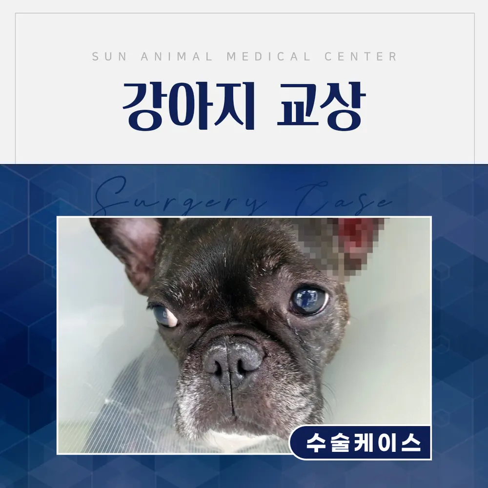기흥동물병원, 6살 강아지 교상 수술 이야기
