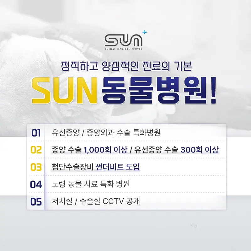 기흥동물병원, 6살 강아지 교상 수술 이야기