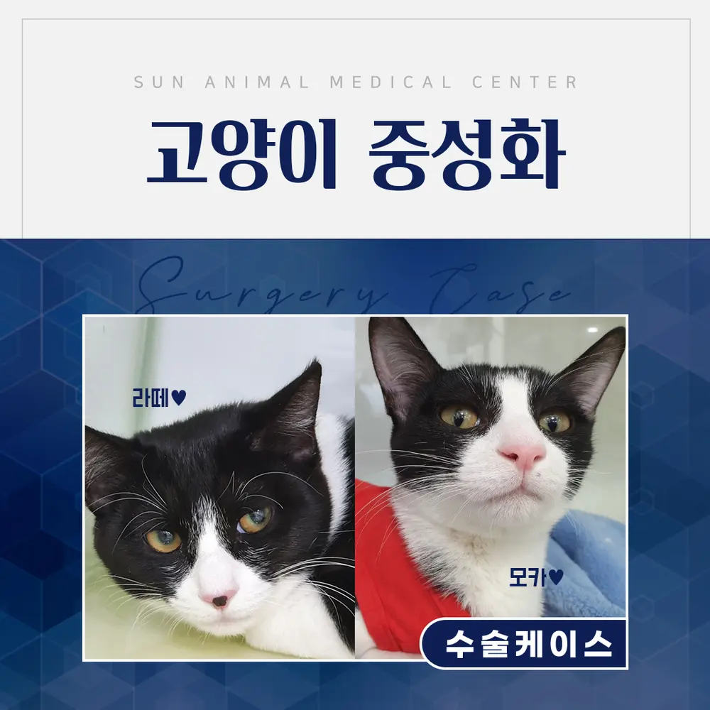 암컷 고양이 '모카와 라떼' 중성화 수술 후기 #곡반정동동물병원
