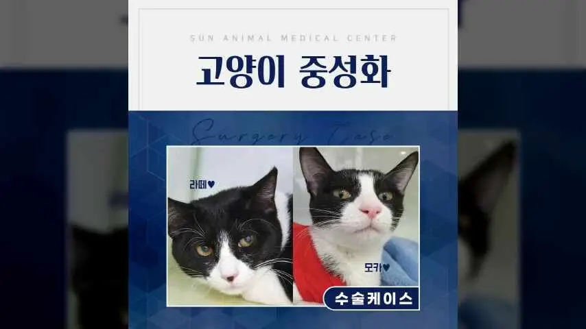 암컷 고양이 '모카와 라떼' 중성화 수술 후기 #곡반정동동물병원 영상