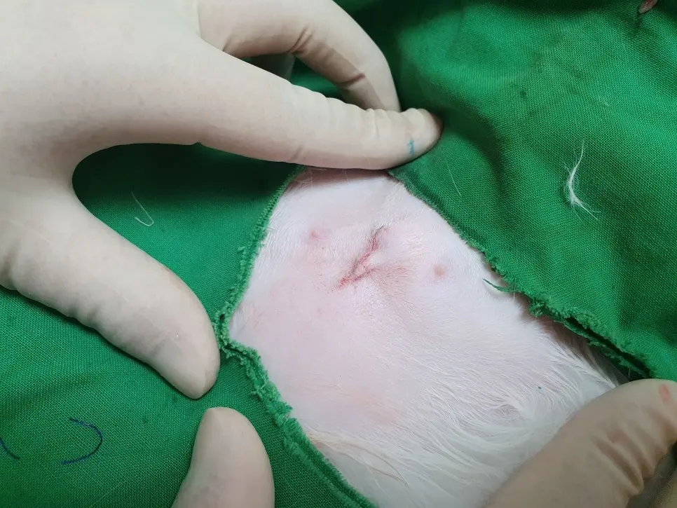 암컷 고양이 '모카와 라떼' 중성화 수술 후기 #곡반정동동물병원