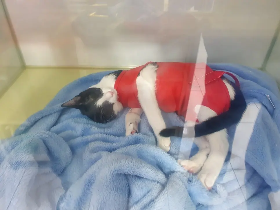 암컷 고양이 '모카와 라떼' 중성화 수술 후기 #곡반정동동물병원