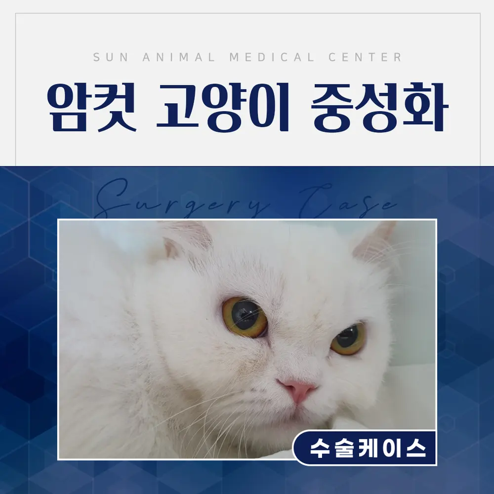 곡선동동물병원, 여아 고양이 중성화 최소절개 수술 후기