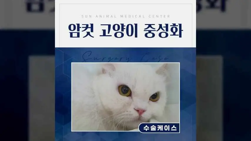 곡선동동물병원, 여아 고양이 중성화 최소절개 수술 후기 영상