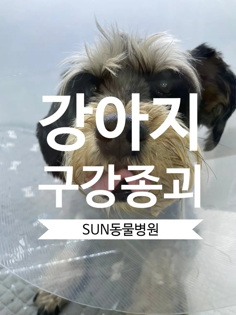 수원 곡선동 동물병원 강아지 구강종괴 수술