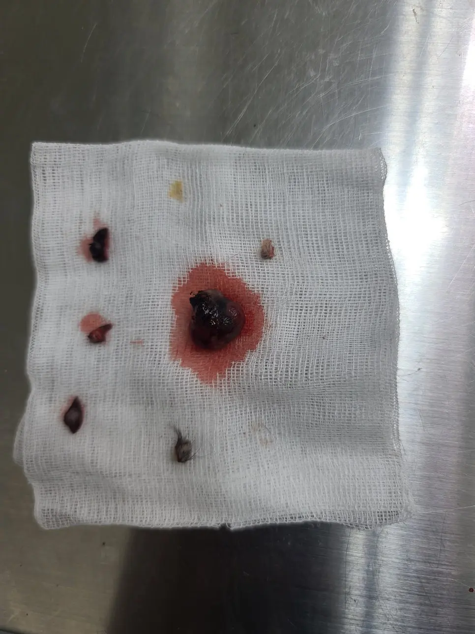 수원 곡선동 동물병원 강아지 구강종괴 수술