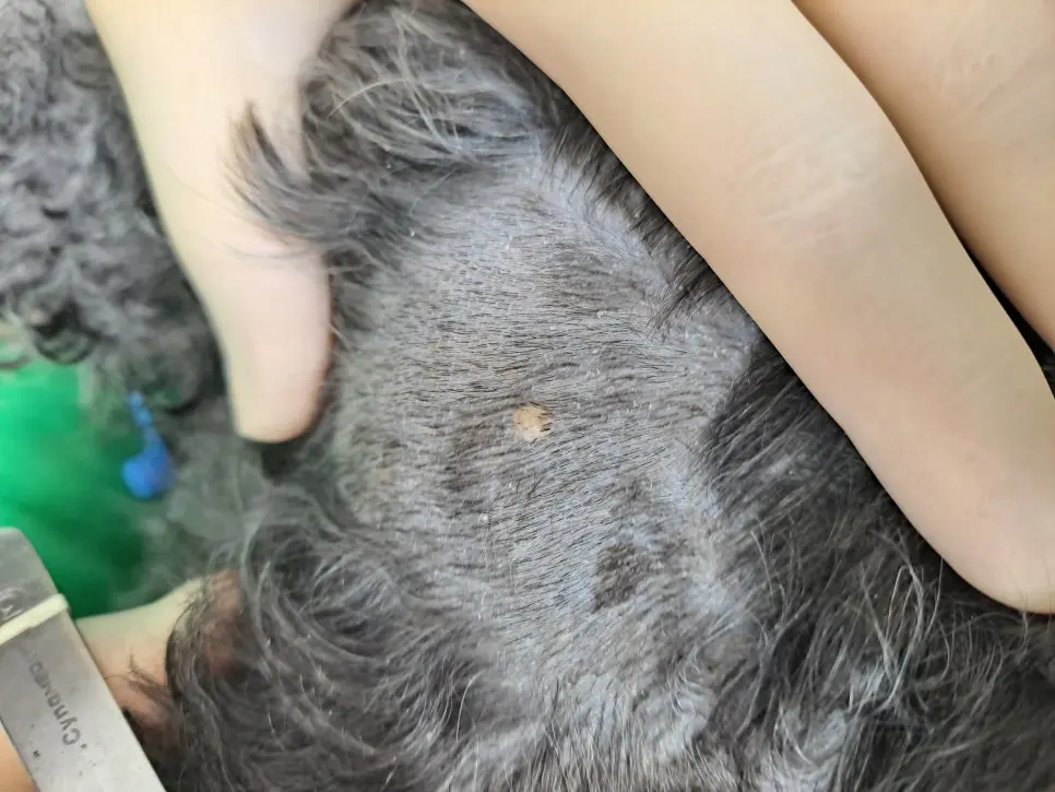 수원 곡선동 동물병원 강아지 구강종괴 수술