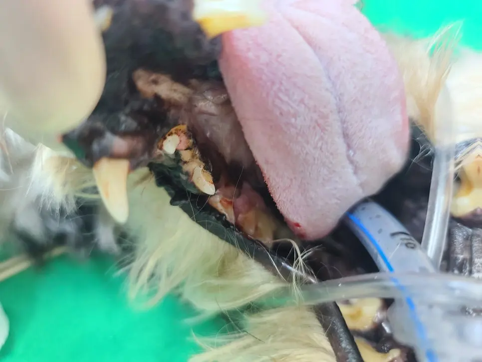 수원 곡선동 동물병원 강아지 구강종괴 수술