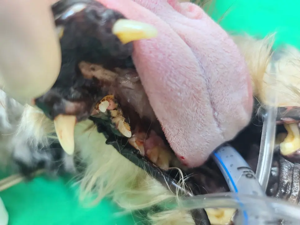 수원 곡선동 동물병원 강아지 구강종괴 수술