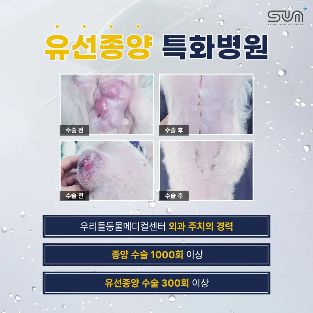 소변을 자주 보고 혈뇨까지 보이는 강아지, 군포동물병원