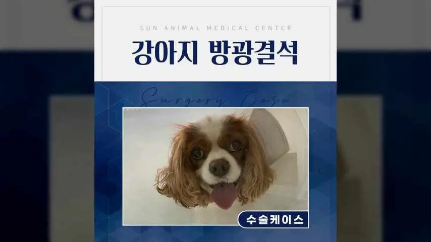 소변을 자주 보고 혈뇨까지 보이는 강아지, 군포동물병원 영상