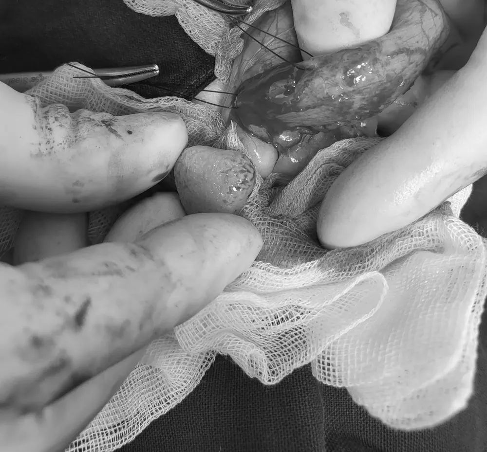 소변을 자주 보고 혈뇨까지 보이는 강아지, 군포동물병원