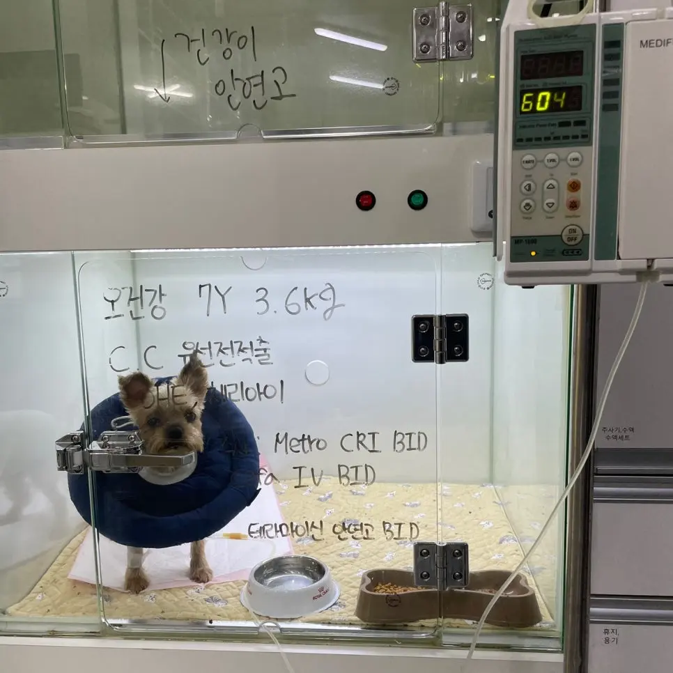 광명 강아지 유선종양 보호자가 알아야하는 기준