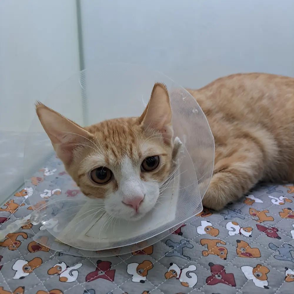 권선구동물병원 고양이 중성화수술 잘하는 곳