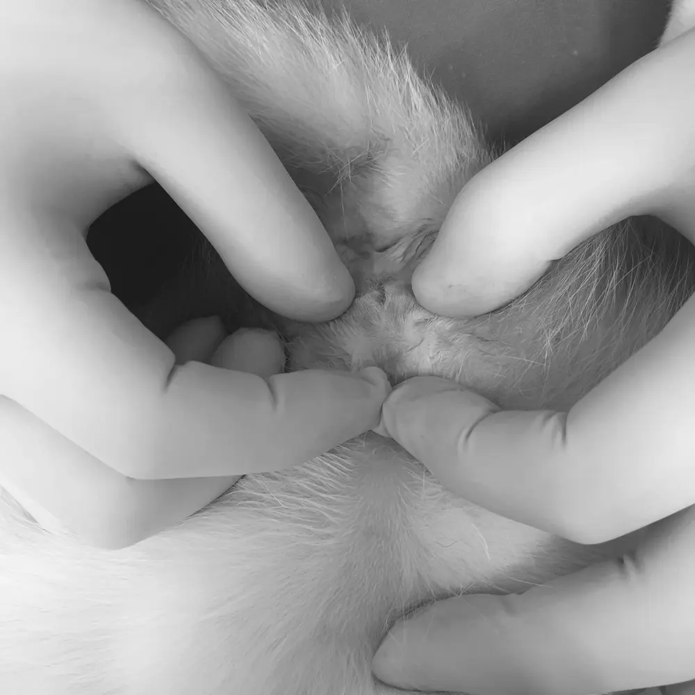 권선구동물병원 고양이 중성화수술 잘하는 곳