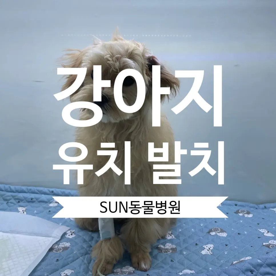 권선구동물병원 강아지 치과 유치발치