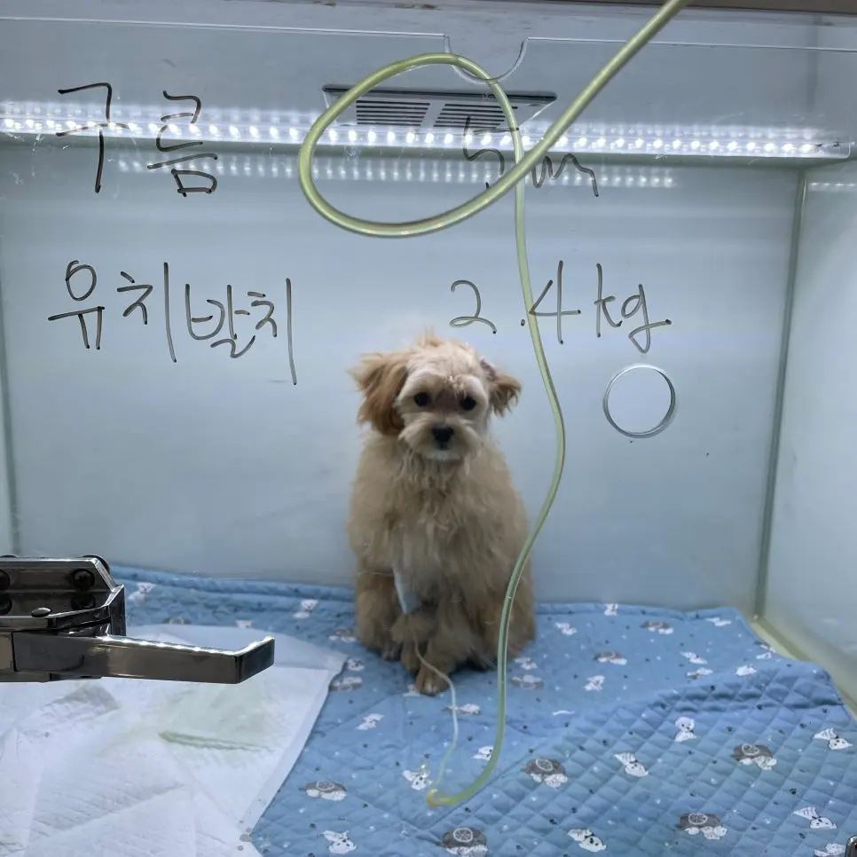 권선구동물병원 강아지 치과 유치발치