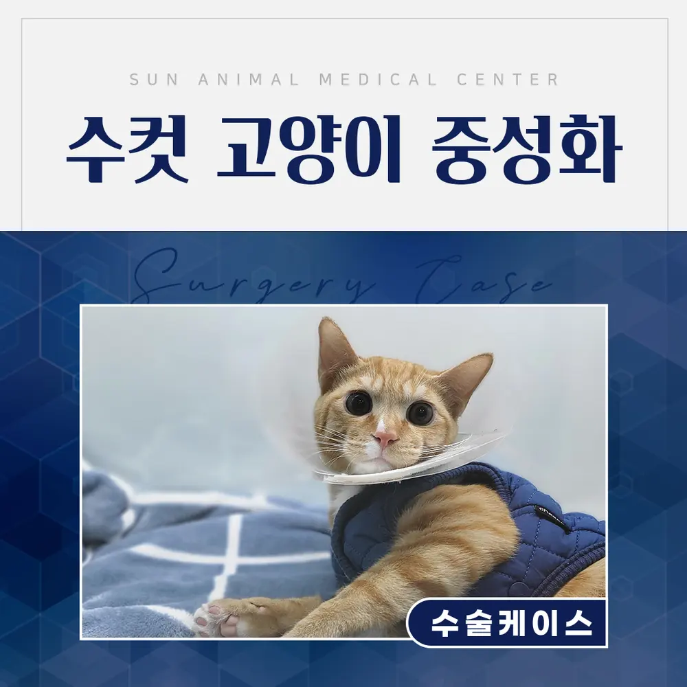 권선구동물병원, 수컷 고양이 상냥이의 중성화 수술 후기