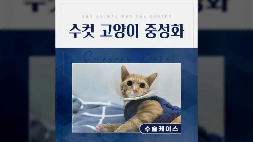 권선구동물병원, 수컷 고양이 상냥이의 중성화 수술 후기 영상