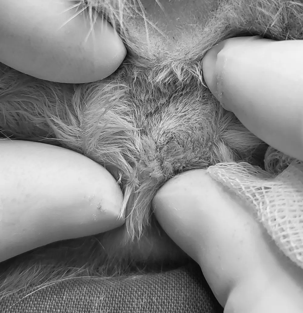권선구동물병원, 수컷 고양이 상냥이의 중성화 수술 후기