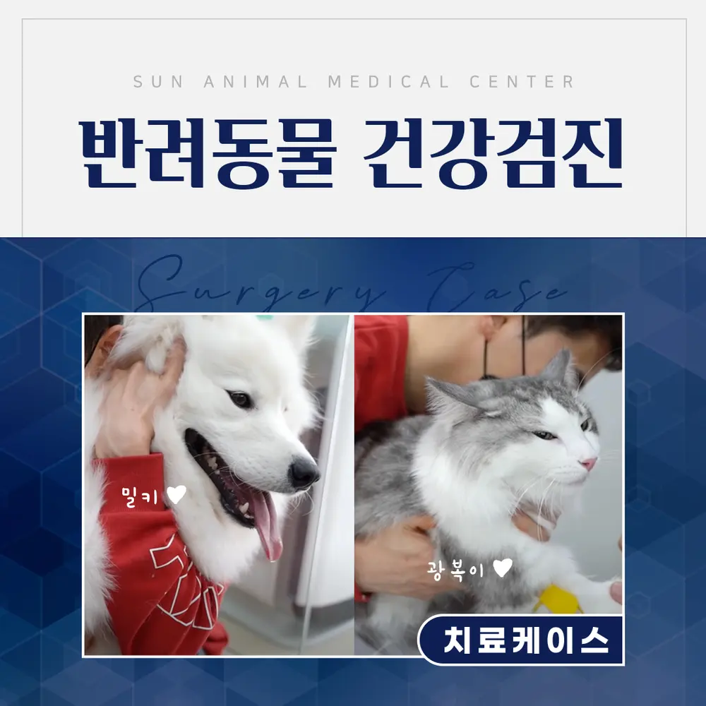 유튜브 스타🌟 밀키와 광복이 건강검진 후기, 권선동동물병원