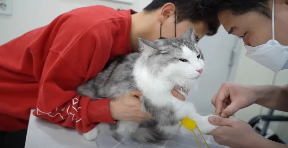 복이 채혈 중