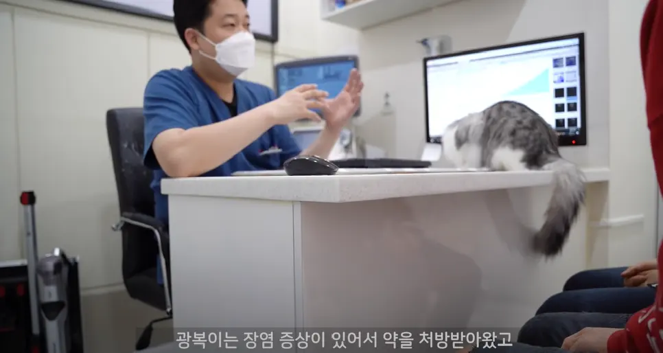 사진 출저 : 밀키복이탄이MilkyBokiTan 유튜브