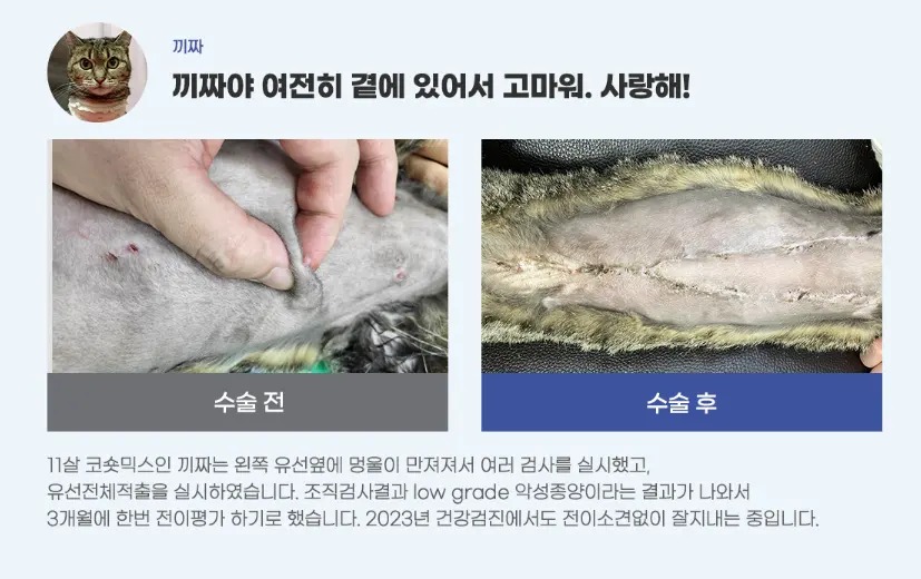 경기 유선종양 수술 잘하는 동물병원 : 믿고 안심하세요