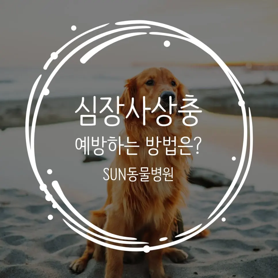 심장사상충 예방 방법 총정리 놓치면 위험해요