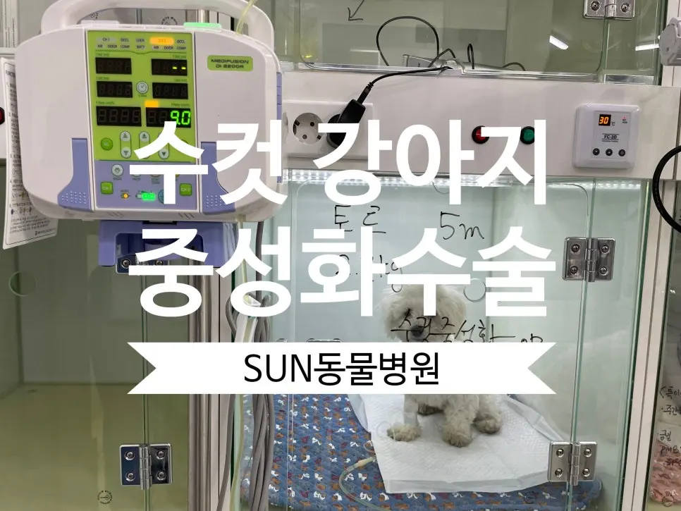 화성동물병원 강아지 중성화수술