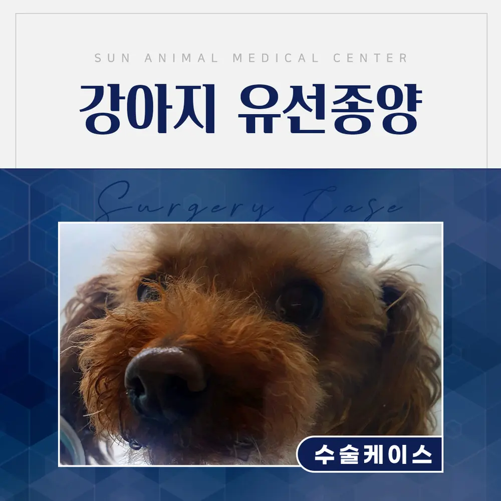 배에 생긴 혹, 7살 초코 수술 후기 #인계동동물병원