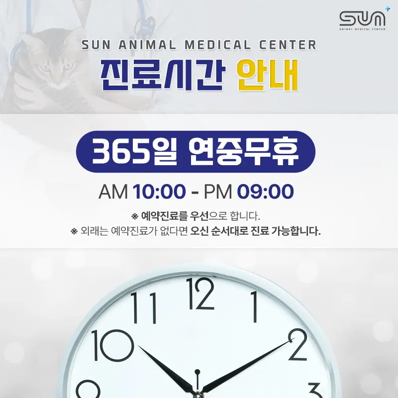 배에 생긴 혹, 7살 초코 수술 후기 #인계동동물병원