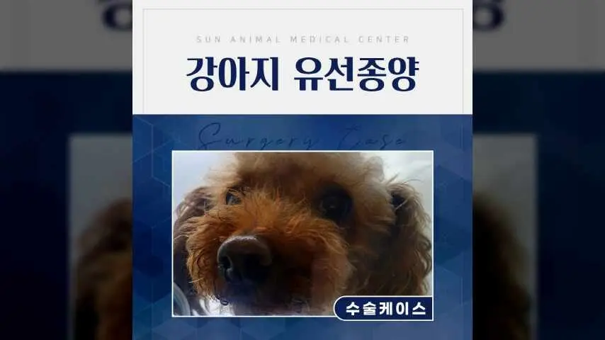 배에 생긴 혹, 7살 초코 수술 후기 #인계동동물병원 영상